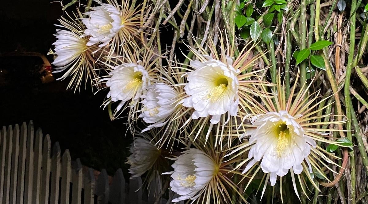 Gorgeous Night Blooms