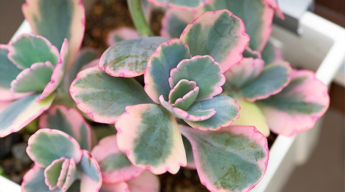 Kalanchoe fedtschenkoi f. variegata