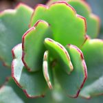 lavender-scallops-succulent-growing-in-garden-with-green-petals-that-have-a-red-fringe