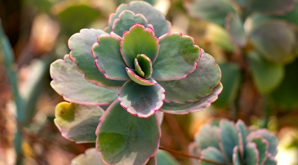 Close-up of a Kalanchoe Fedtschenkoi plant against a blurred background. The plant produces flat, obovate, fleshy, bluish-green, scalloped leaves with bright pink-purple edging.