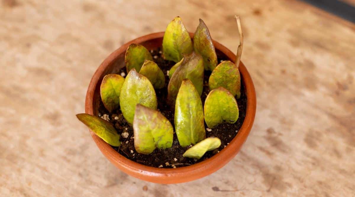 Leaf cuttings in a pot with propagating medium