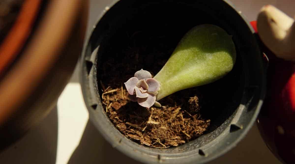 succulent propagates by leaf cuttings