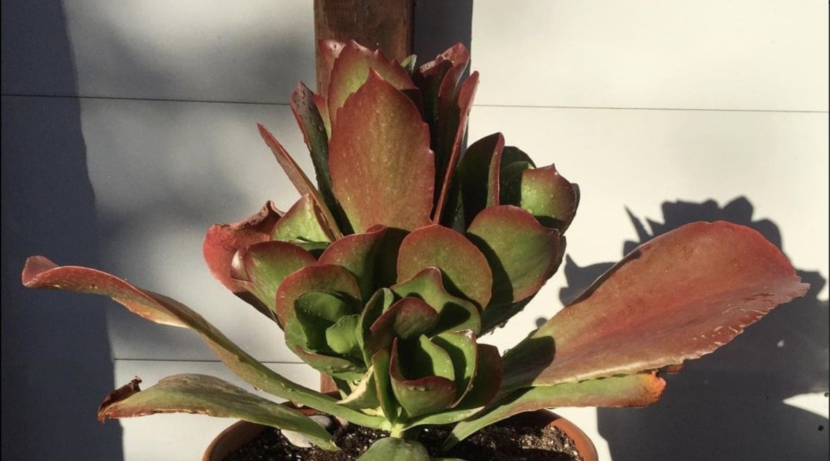 Close-up of succulent plant growing in a round terra-cotta pot. The plant grows against a white wall with shadows being cast onto it from the evening sun. The succulent grows in a rosette pattern with rounded apple green leaves with red margins that have a slight point at the tips. The outer leaves are longer and hang lower than the inner leaves that grow in a tighter formation.