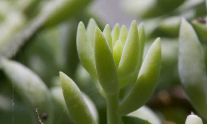 Leaf tips of donkey tail