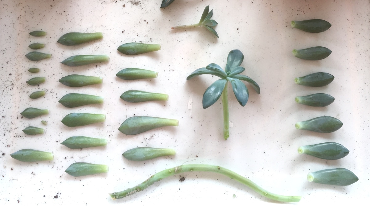 Rows of small, thick, waxy leaves on a white table.