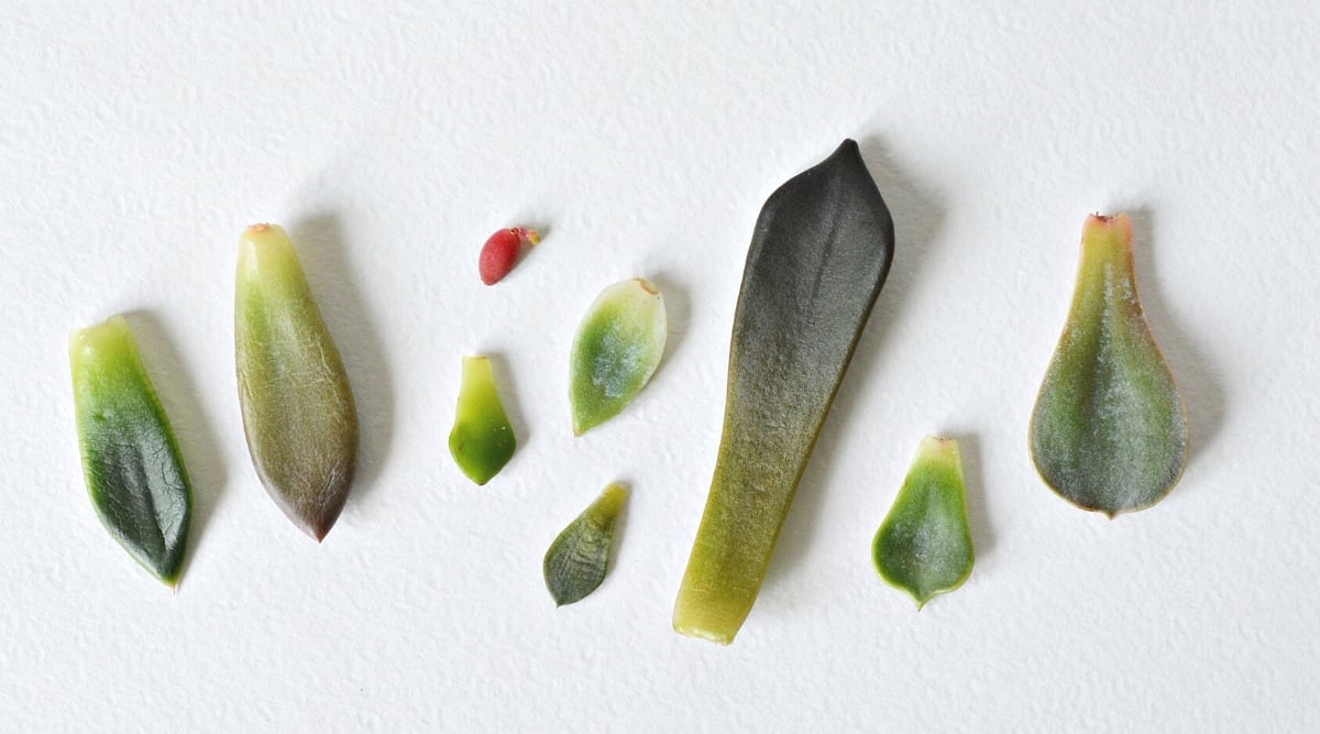 Close up of several thick, waxy leaf cuttings laying on a white sheet of paper.