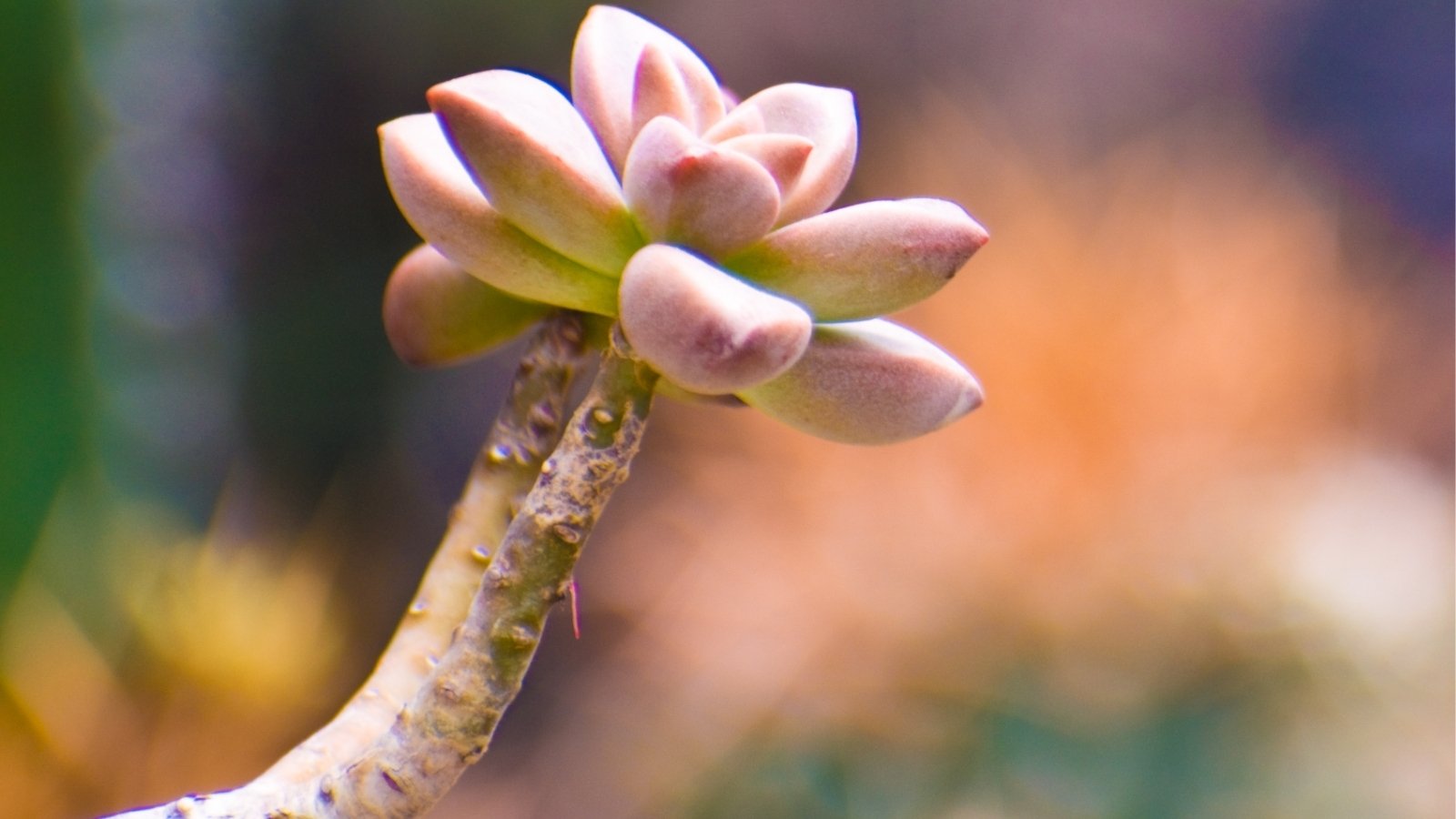 Close up of a tall, thick, stem with a small rosette shaped leaf cluster on top. The leaves are plump and light pink.