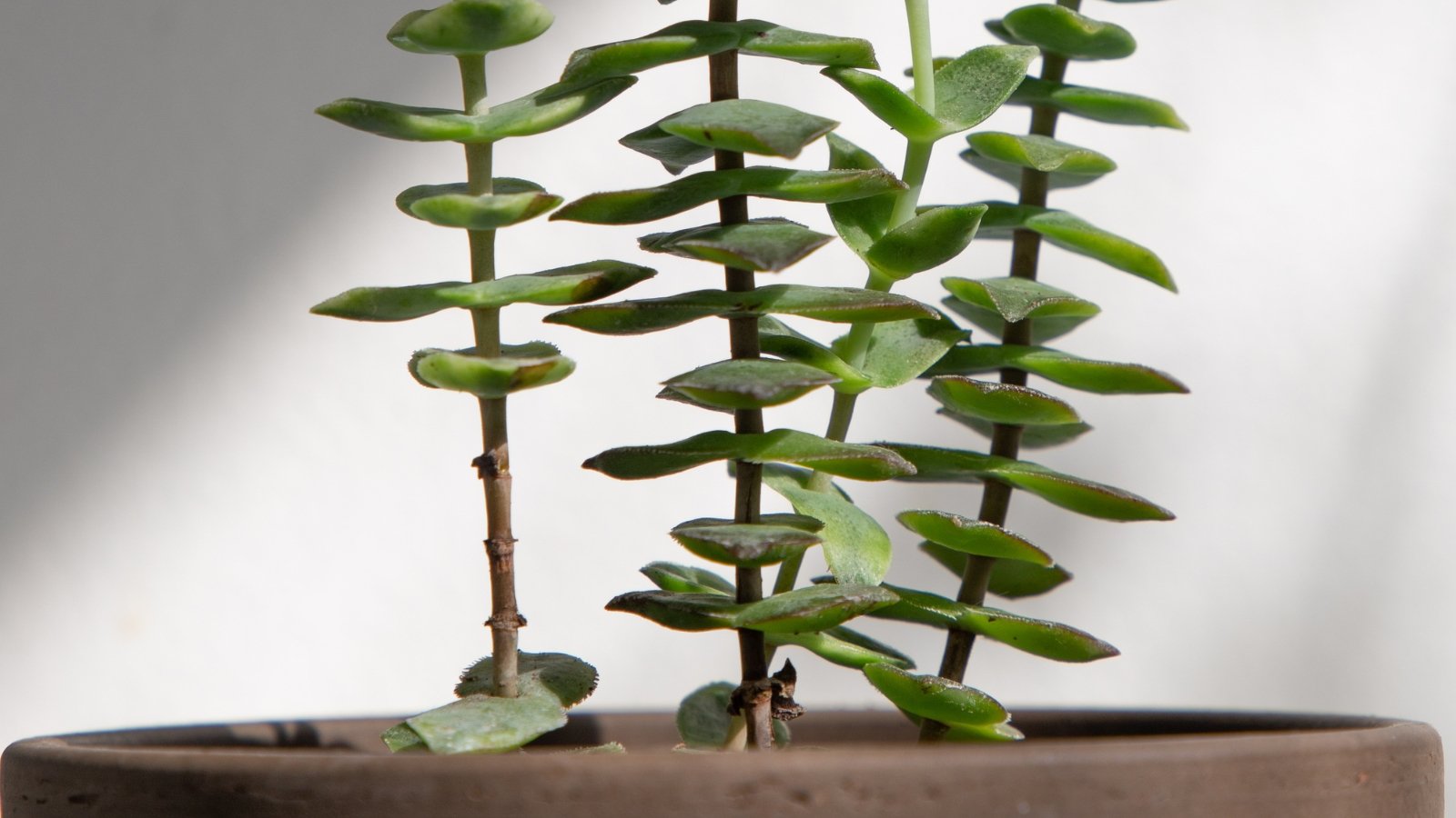 Close up of a plant with four tall, skinny stems with small, plum leaves stacked up the stem with spaced in between each leaf.