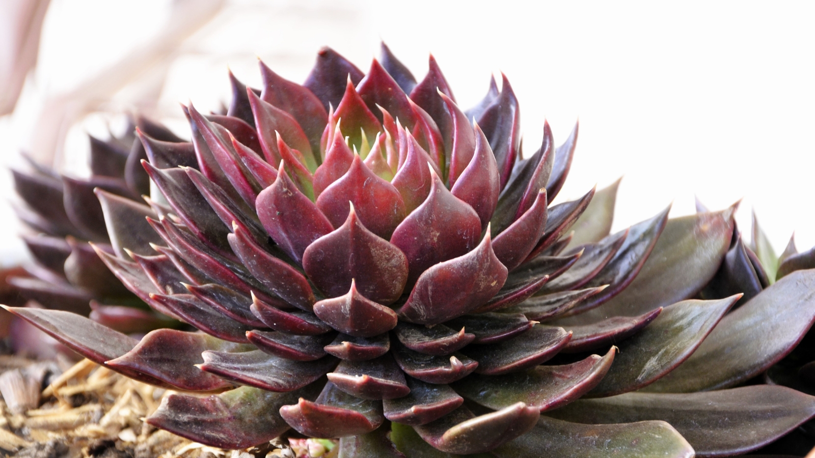 Close up of a deep reddish-black, succulent plant with thick, plump leaves and pointed tips.