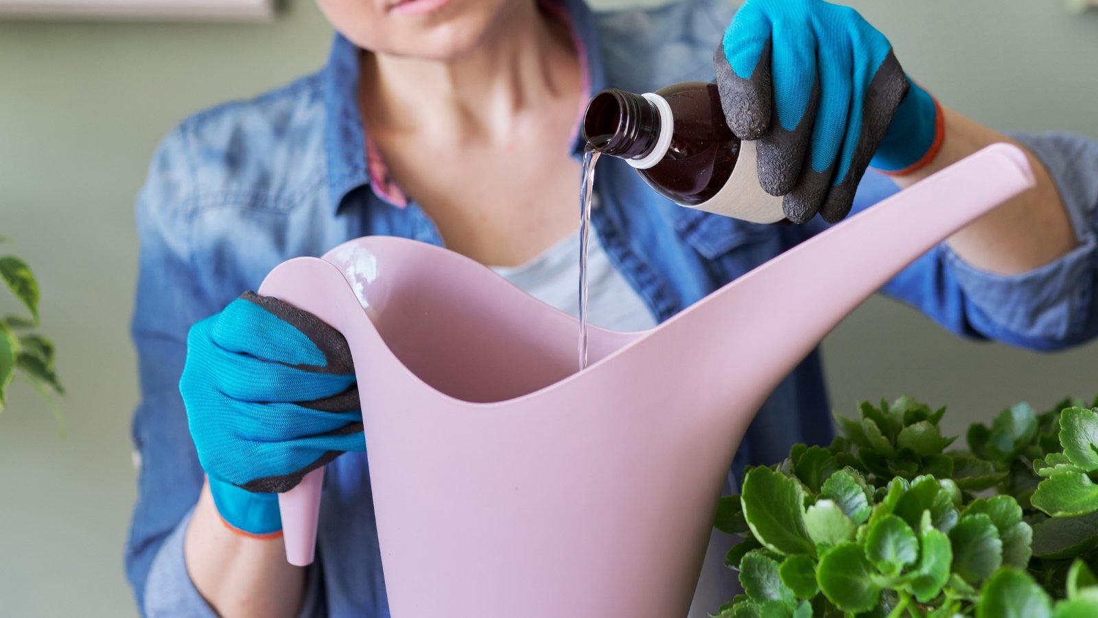 Woman adding liquid fertilizer to watering can