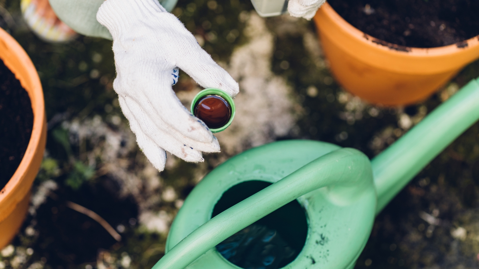 Close up of a white, gloved, woman's hand holding a small, green, plastic cap, filled with dark liquid, pouring into a green watering can.