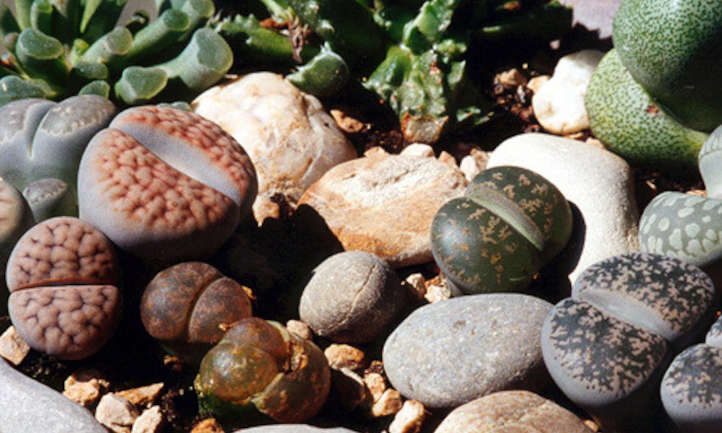 Lithops