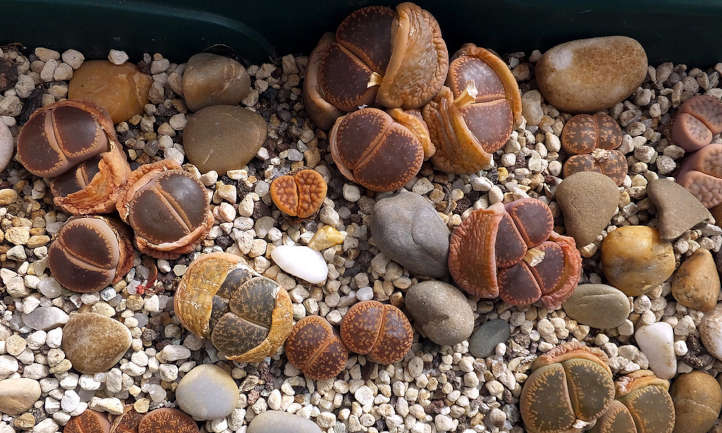 Lithops forming new growth and shedding old