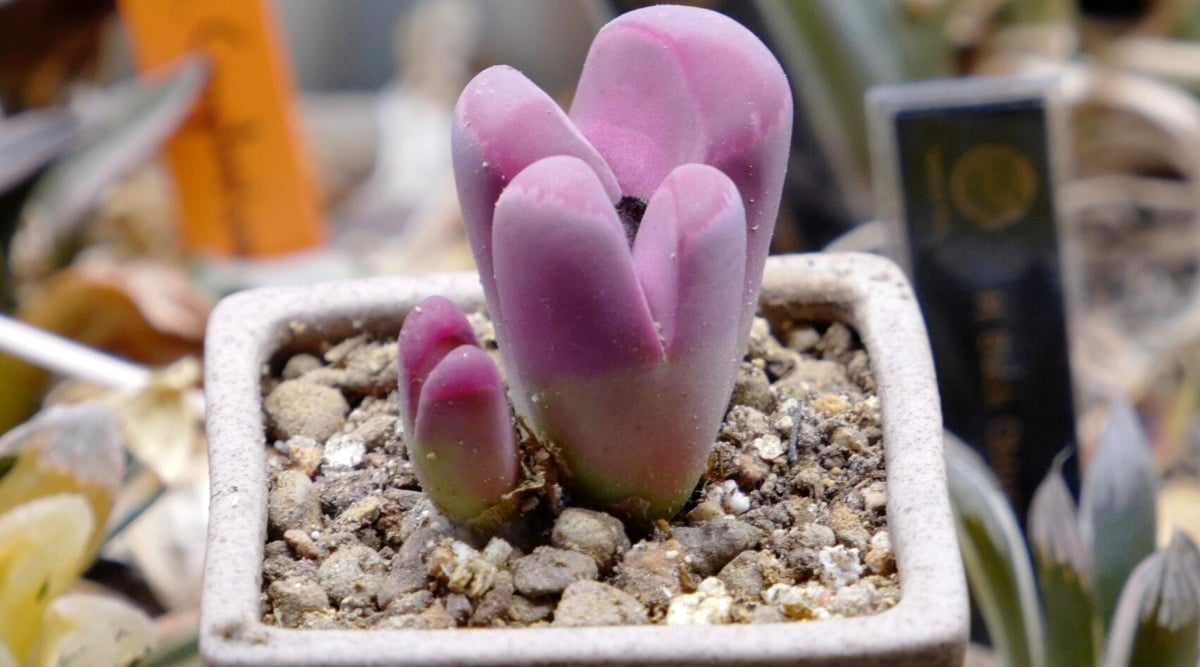 Close-up of Lithops Optica 'Rubra' succulent in a ceramic beige, square pot against a blurred background. A stone-like succulent with a body consisting of two opposite leaves with ruby milky pink sides.