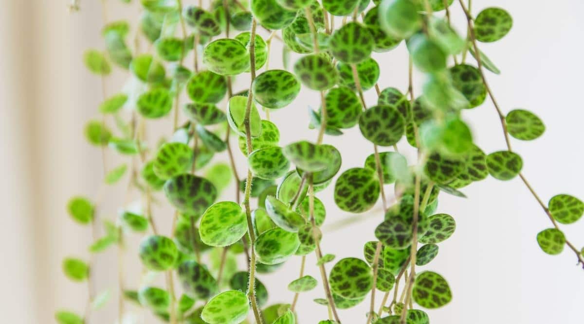 Long Vines of Tropical Houseplant