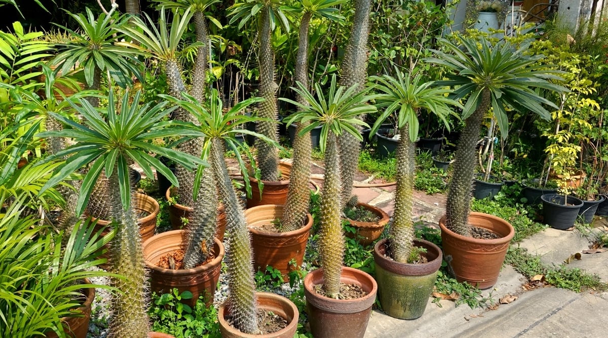 A close up of the pots of Pachypodium Lamerei in the garden. Succulents have high, fleshy cylindrical trunks and long, thin, green leaves on tops resembling a palm tree.