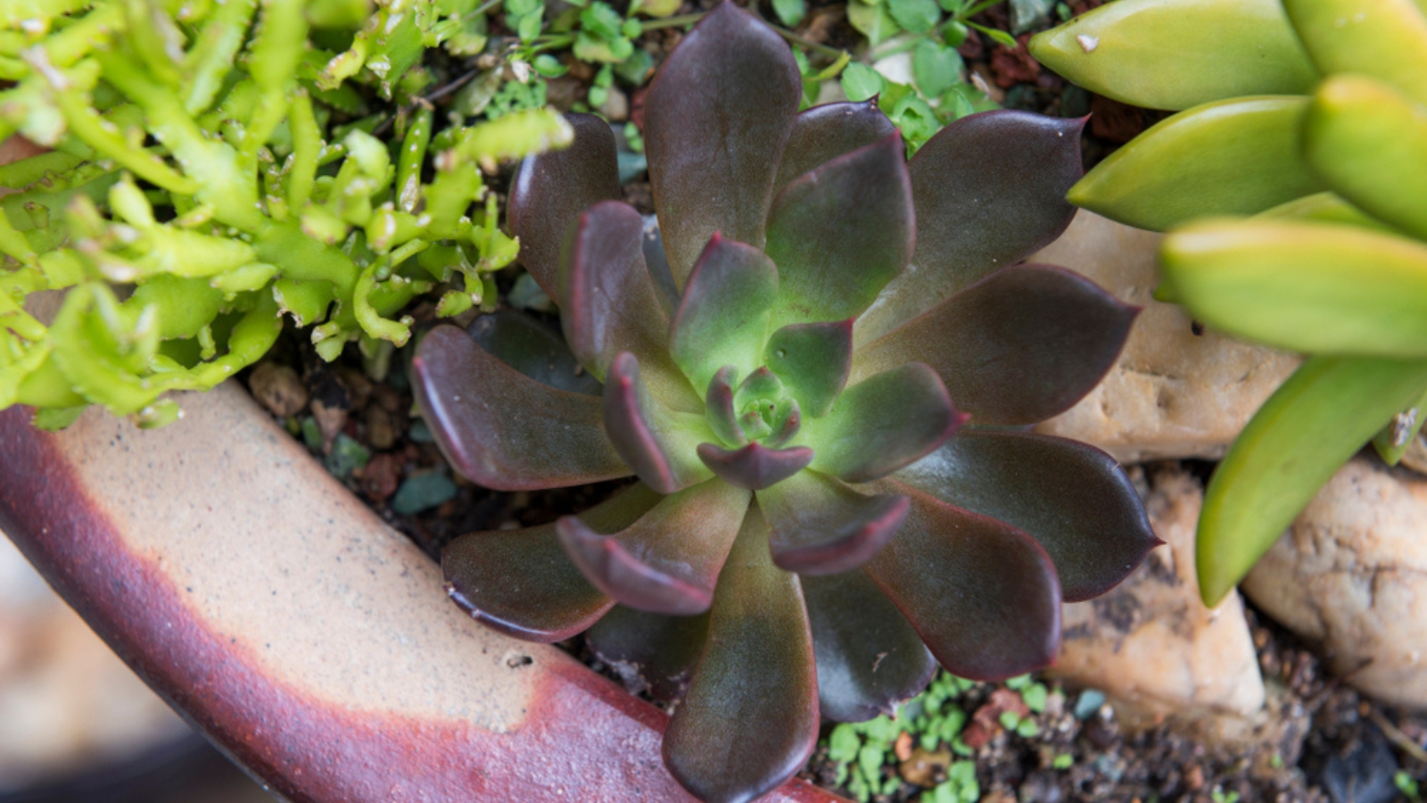 Close up of a small deep reddish-black, succulent plant, with thick, plump leaves that have pointed tips surrounded by other varieties of other succulents.