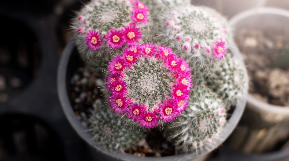 Mammillaria hahniana cactus in a gray flowerpot