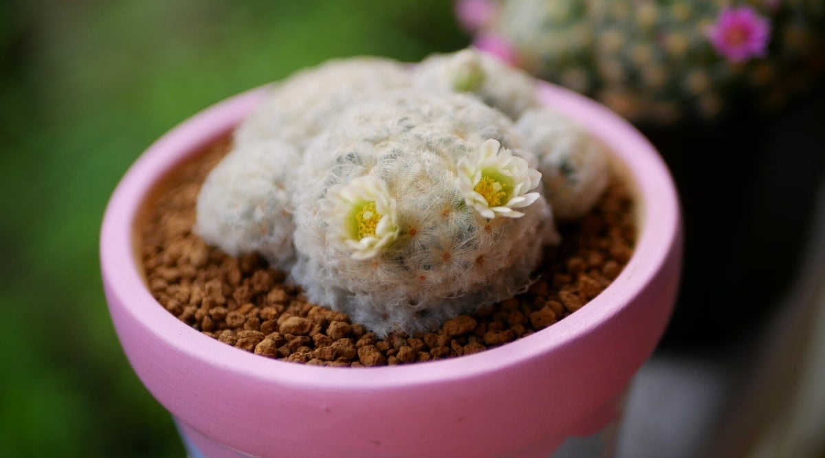 Close-up of Mammillaria plumosa cactus in a decorative pink flowerpot on a blurred background. The plant is covered with intertwining white feathery spines. Two cute little white flowers with yellow centers are in bloom.