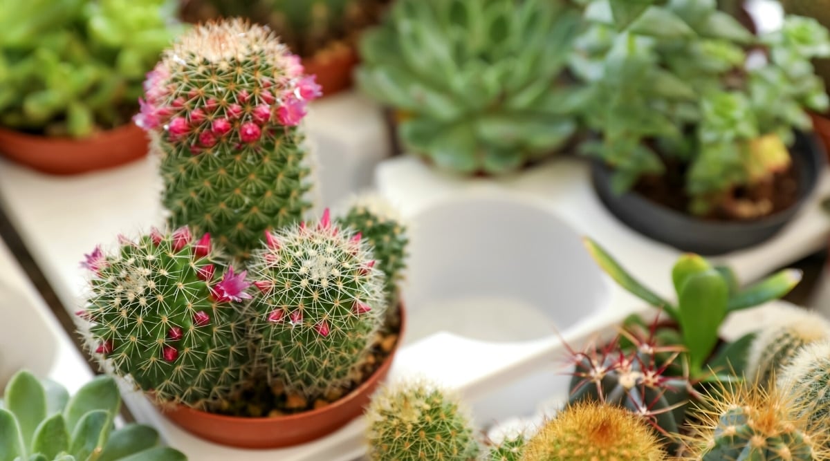 Mammillaria zeilmanniana is a soft, glossy green globular cactus, up to 5 inches tall and up to 3 inches in diameter. The plant consists of 4 gray-green elongated balls with long white spikes and small pink flowers.