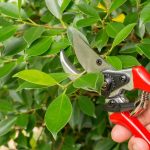 man-cutting-a-ficus-tree