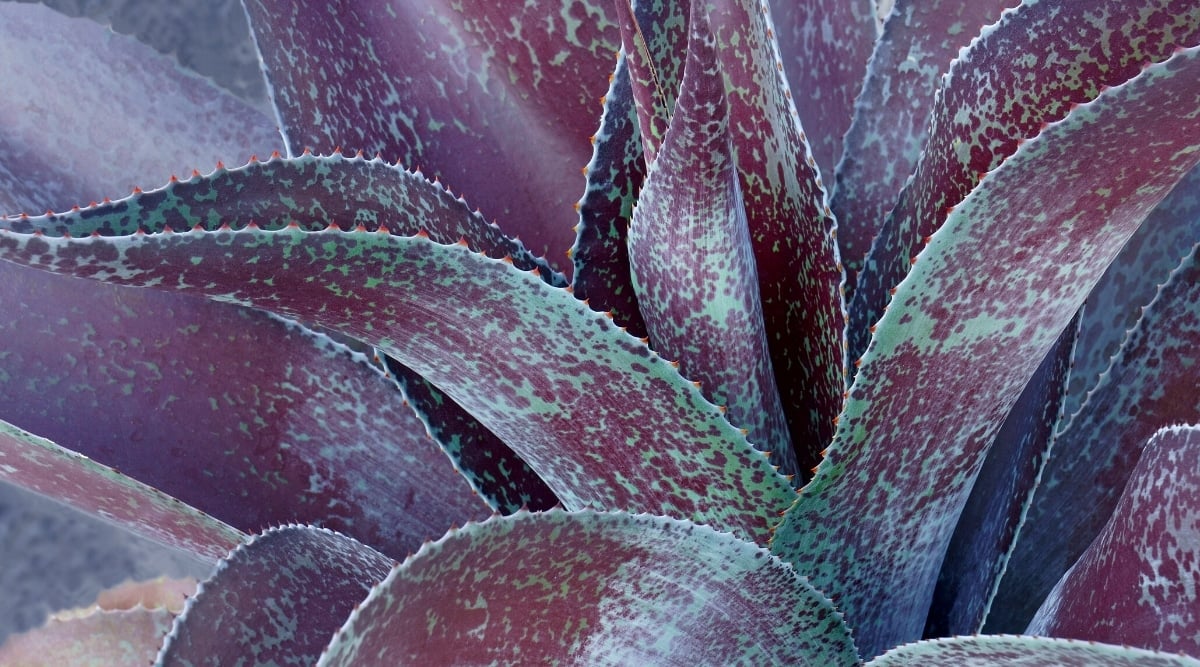 Close-up of Mangave 'Macho Mocha' succulent. A large rosette of long, fleshy leaves with serrated edges. The leaves are gray-green in color, densely covered with brown-violet spots.