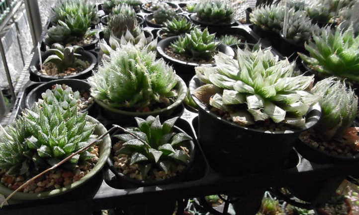 Many Haworthia succulent types