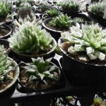 many-haworthia-succulent-types