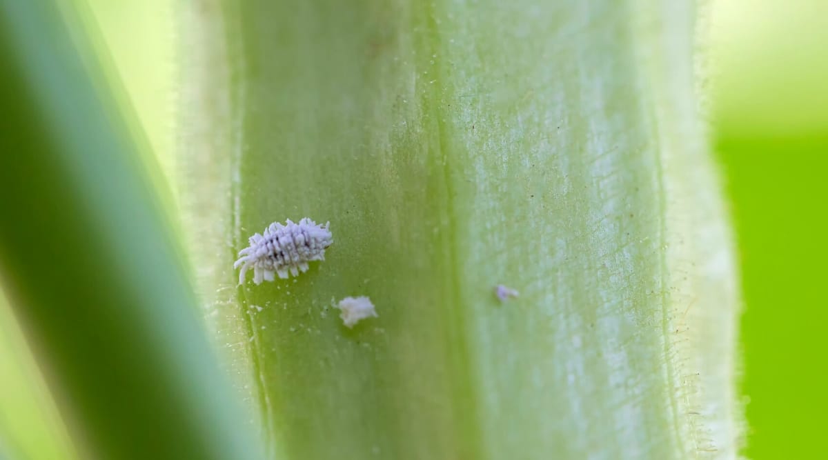 Close-up of a mealybug on a plant stem. The mealybug is a small, oval-shaped insect with a soft body covered with a white, waxy coating. Powdered wax leaves the body in the form of long marginal threads.