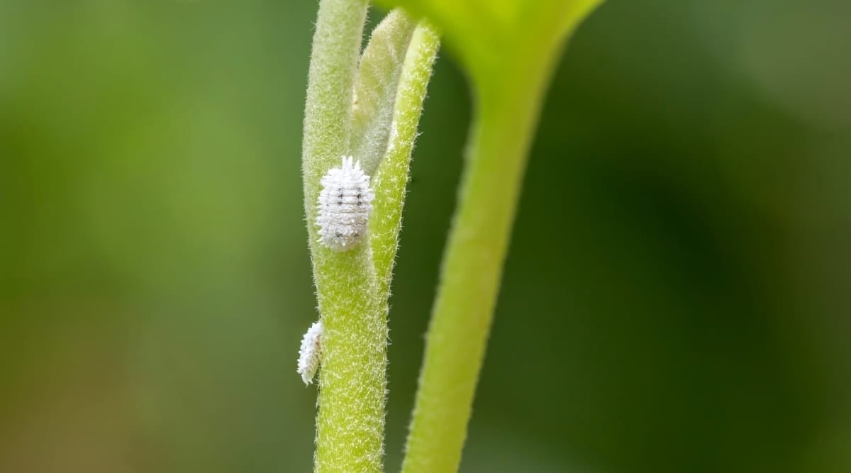 Mealy bug infestation on plant stem