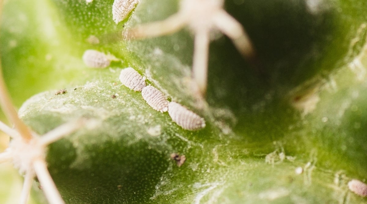 Close-up of Mealy Bugs on a dark green succulent plant. Mealybugs are small, soft-bodied insects. Mealybugs are small in size, they have a soft oval-shaped body, covered with a powdery cottony white wax coating.