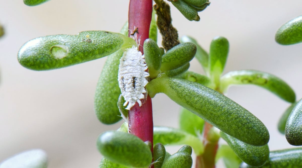 Mealybug on succulent stem