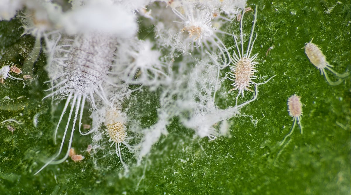 Close-up of mealybugs on a succulent leaf