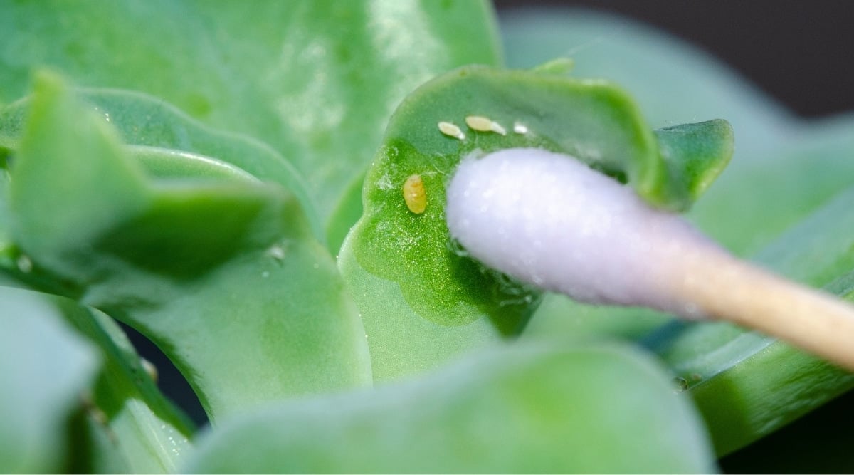 Close-up of mealybugs on a green succulent leaf.