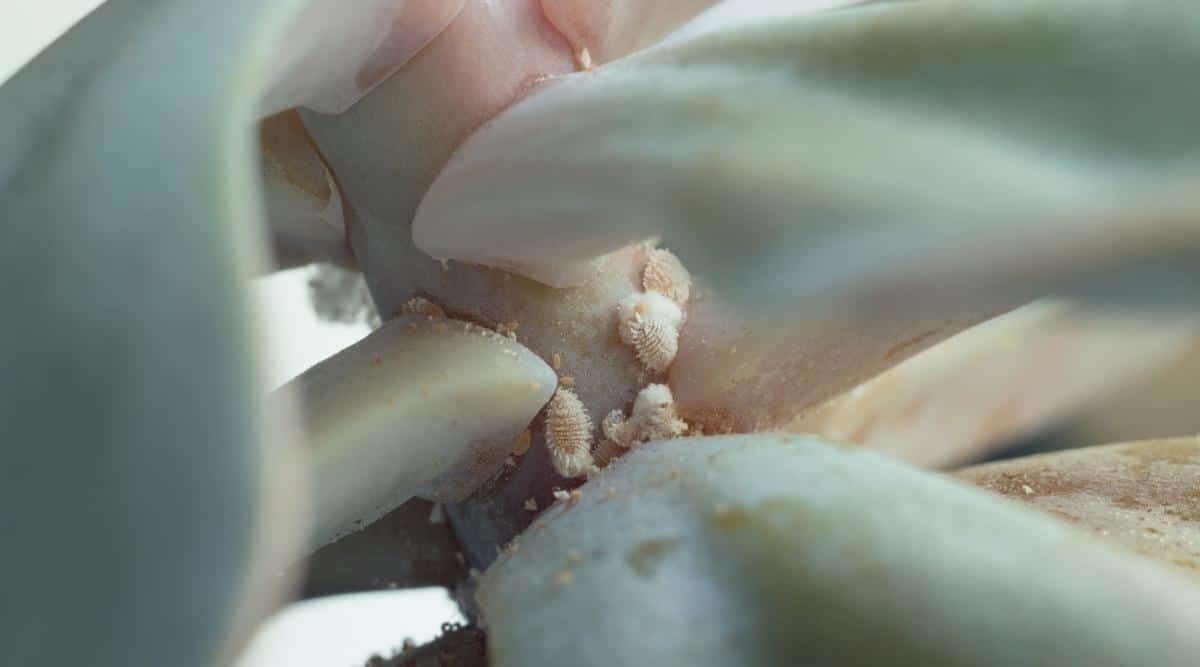 Mealybugs on a Succulent