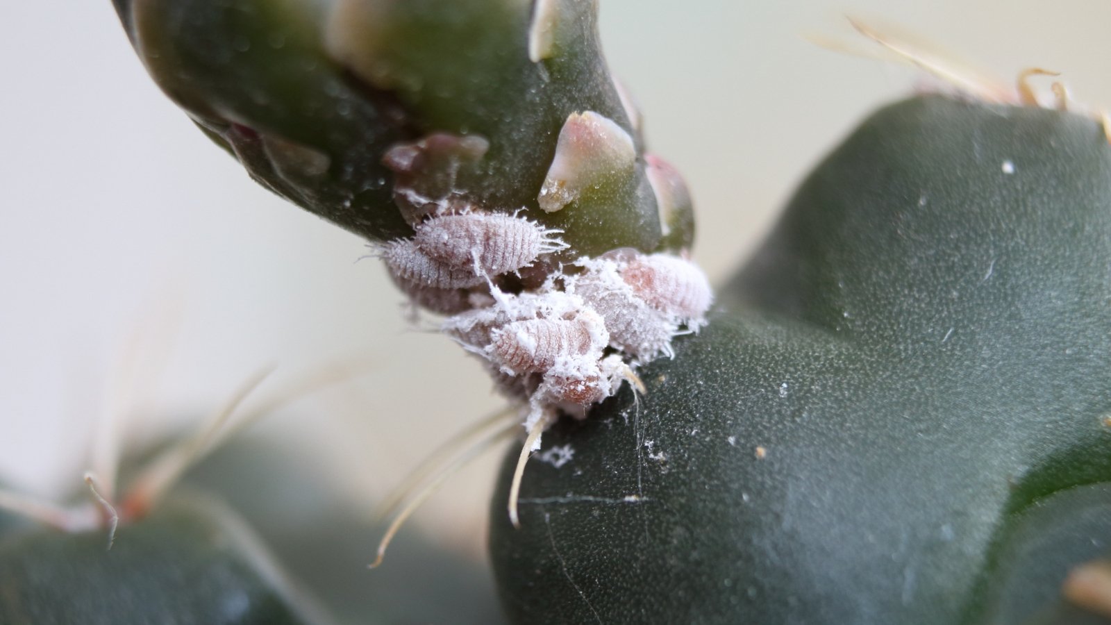 Close up of tiny, white, spider-like bugs crawling at the base of a dark green succulent plant.