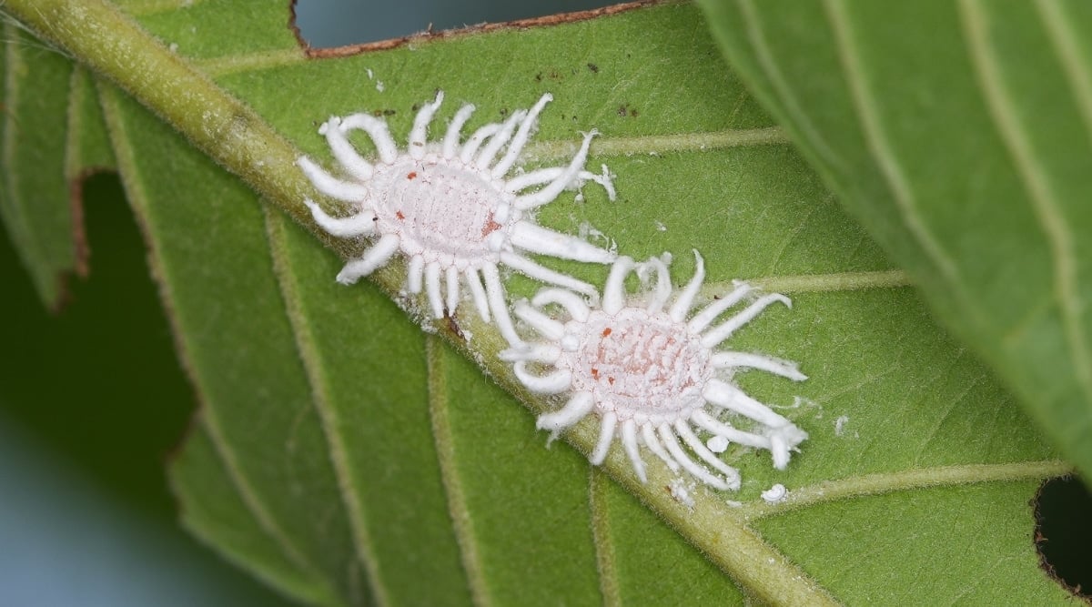 A leaf hosting white mealybugs with visible holes, showcasing the impact of these sap-sucking pests on plant health.