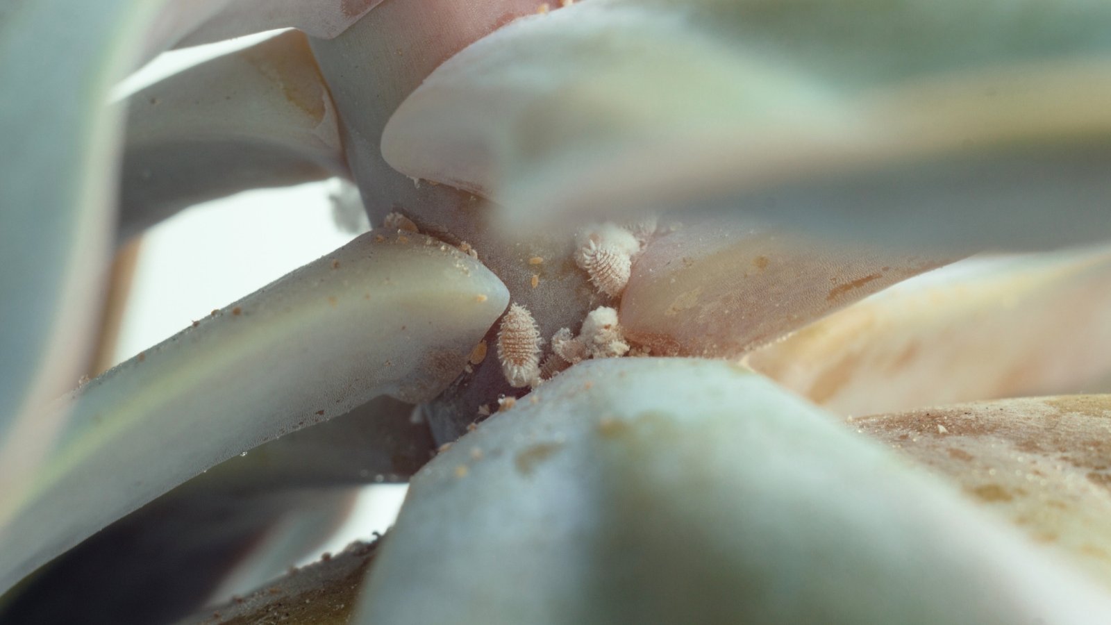 Close up of several white, spider like bugs sitting on a thick stem at the base of several of its leaves.