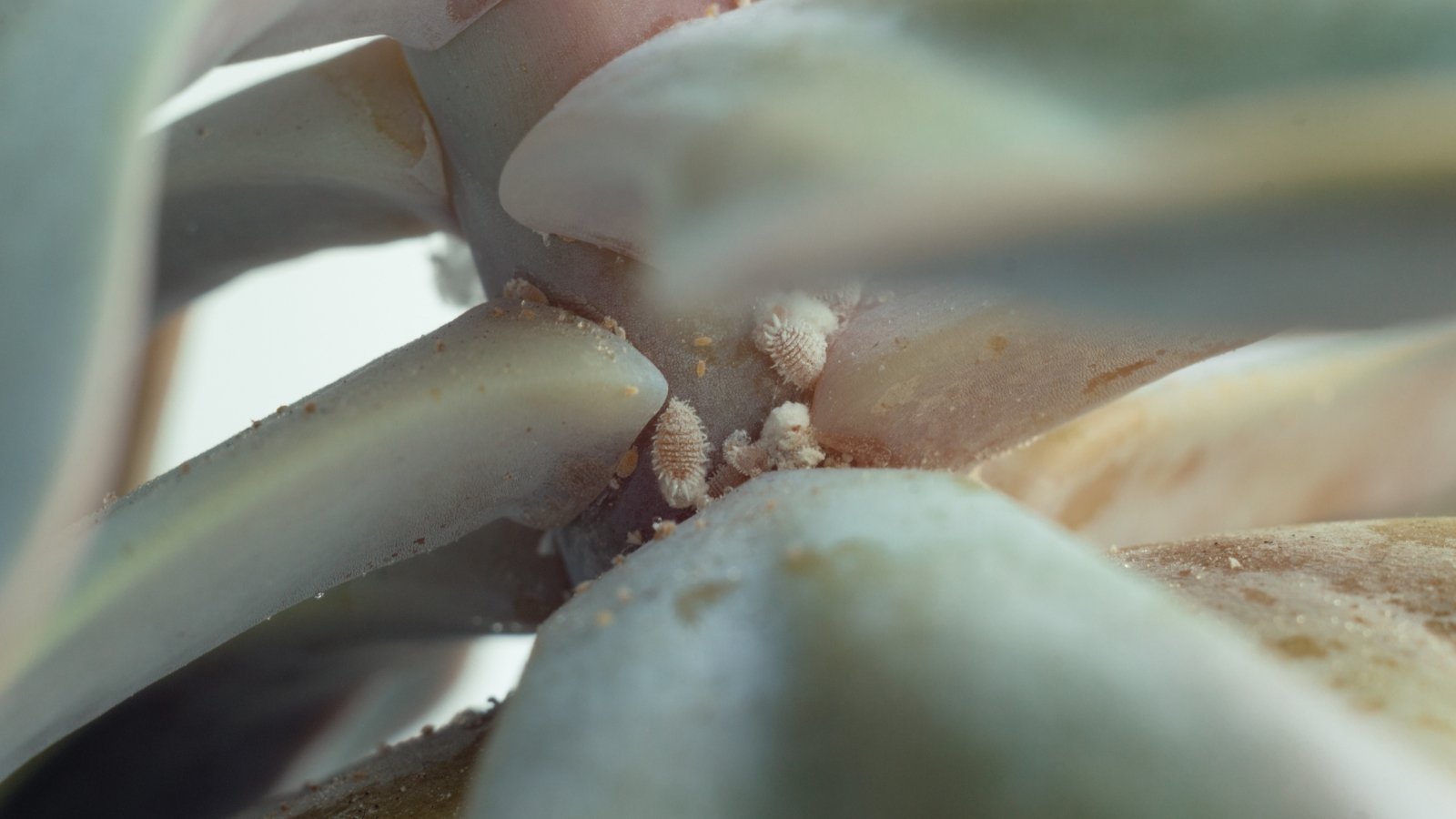 Close up of a succulent with tiny white bugs crawling on it.