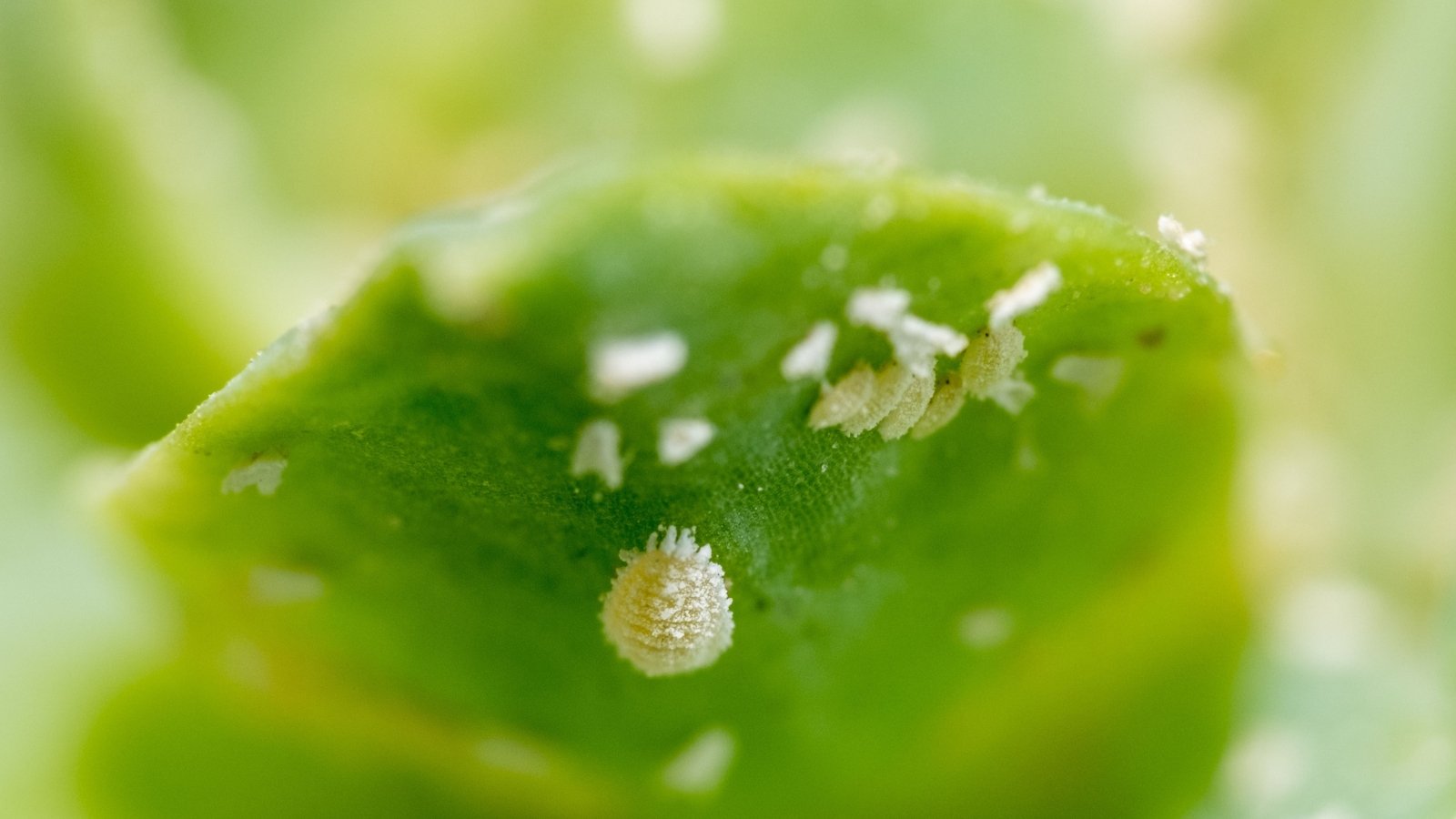 Close up of tiny white bugs crawling under a thick, green leaf.