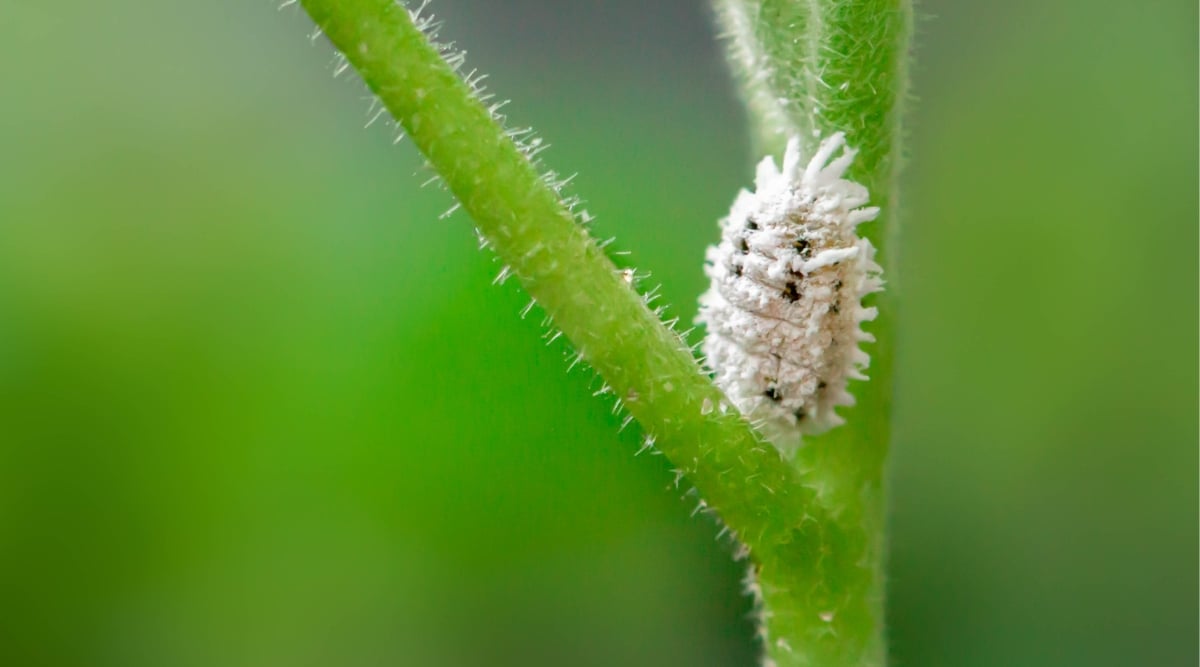 Close-up of a mealybug leaf on a green stem against a green background. Mealybugs are small, soft-bodied insects that have a white, cottony, or mealy appearance.