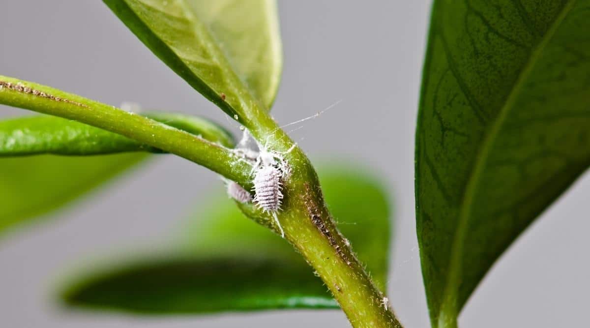 Close up of a brown stem with bright green leaves growing from it. The brown stem has small white hairs growing along it. There is a white fuzzy bug crawling on the stem.