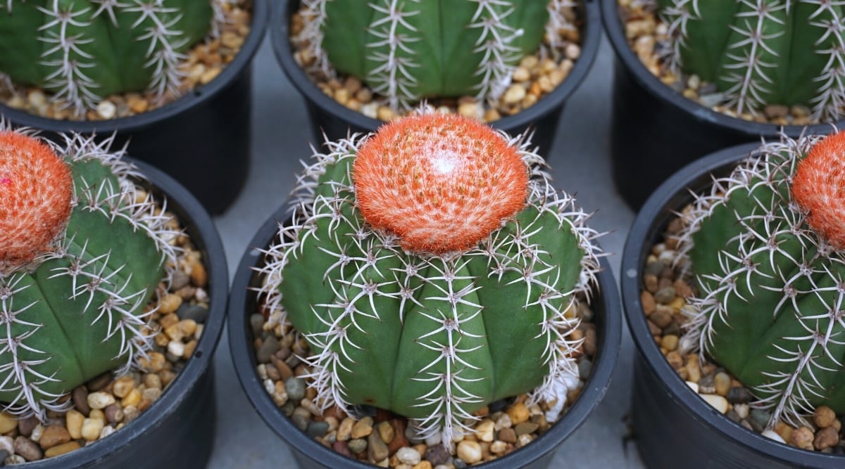 Close-up of six Melocactus cacti in black plastic pots with decorative pebbles. Cacti are ribbed, spherical, with sharp long white spikes along the ribs. Plants are distinguished by a reddish shaggy mass, cephalia, which forms on the plant like a cap.