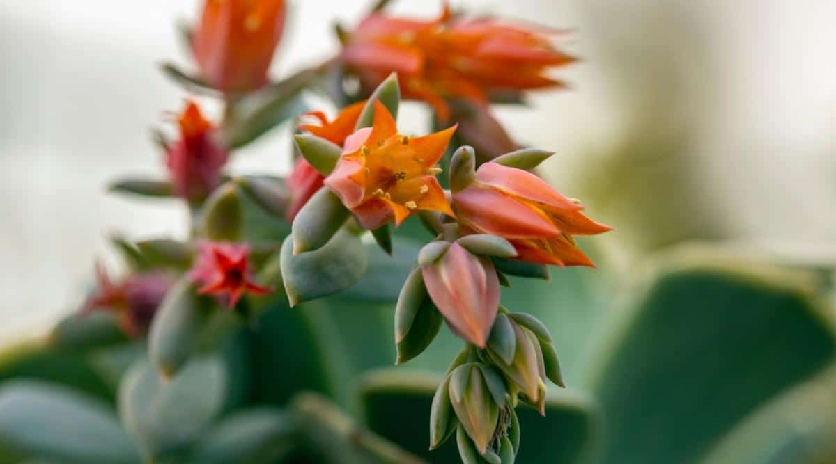 Mexican Peacock Succulent With Flowers