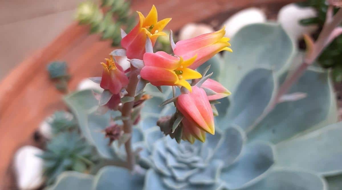 Mexican Snowball With Pink and Yellow Flowers