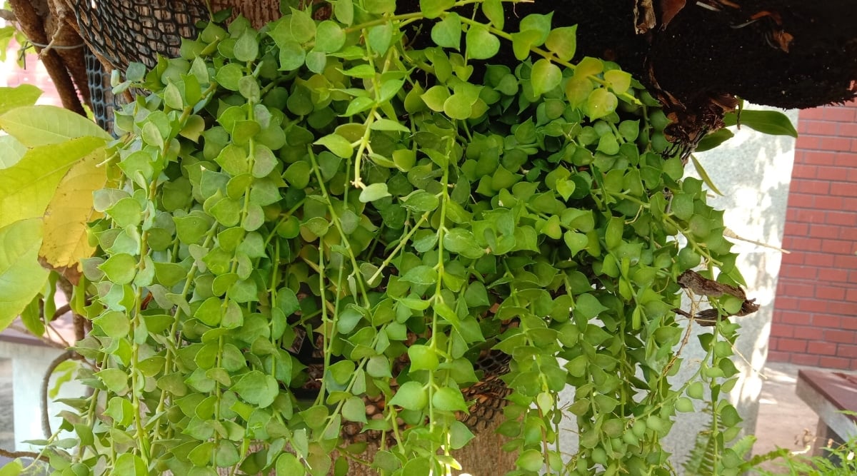 Close-up of the Million Hearts cascading plant in a hanging basket in the garden. The plant has long green stems covered with many green heart-shaped leaves arranged in pairs opposite each other.