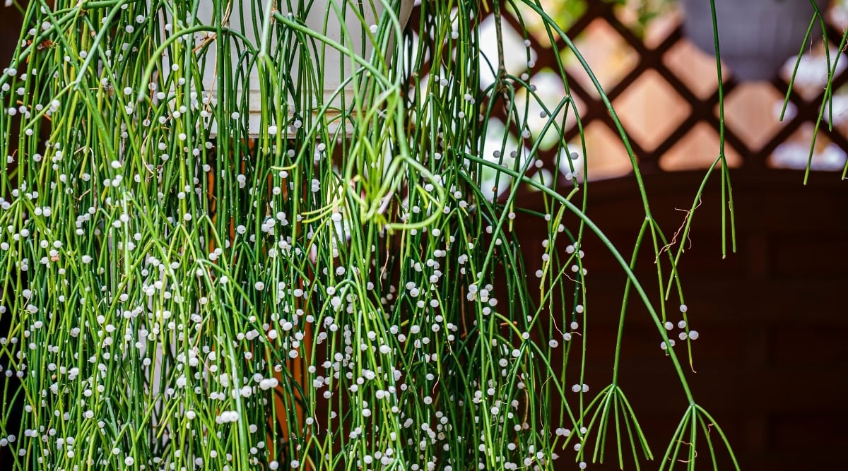 Close-up of hanging stems of a Mistletoe Cactus plant with a white hanging basket in a garden. This epiphytic plant is leafless, consists of branching thin green stems on which small white berries grow.