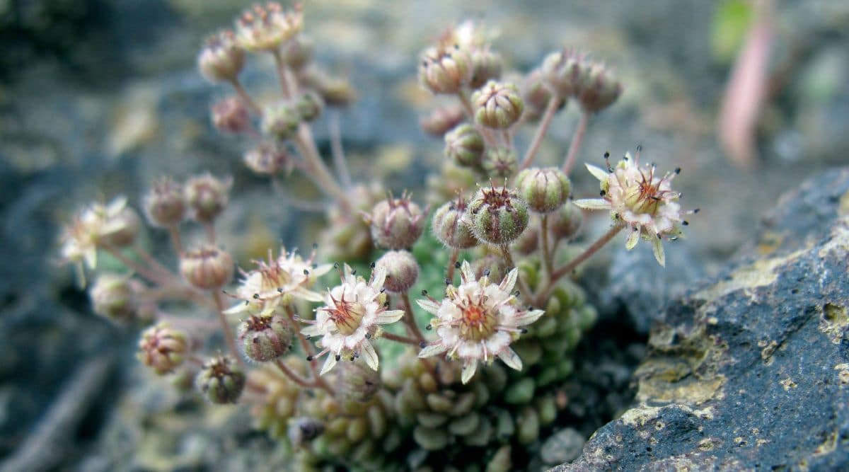 Tiny White Flowers of the Monanthes Succulent