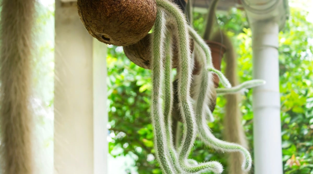 Close-up of Hildewintera colademononis succulent plant in hanging decorative homemade coconut shell pots. Succulents have long, thick, succulent stems covered with many small, white, fluffy thorns.