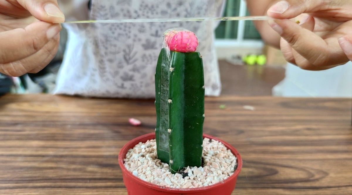 Close-up of female hands taping a baby to a rootstock indoors on a wooden table. A bright pink baby moon cactus is taped to a Myrtillocactus geometrizans plant. Lunar cactus rounded, plump, covered with thorns. Myrtillocactus geometrizans has a single, thick, dark green stem with five ribs with areoles.